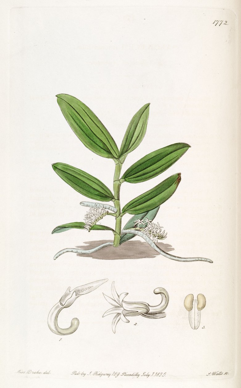 Campylocentrum micranthum (asyn. Angraecum micranthum) by Miss Drake