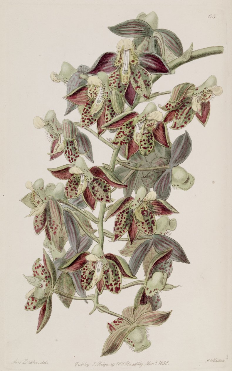 katasetum attratum by Miss Drake