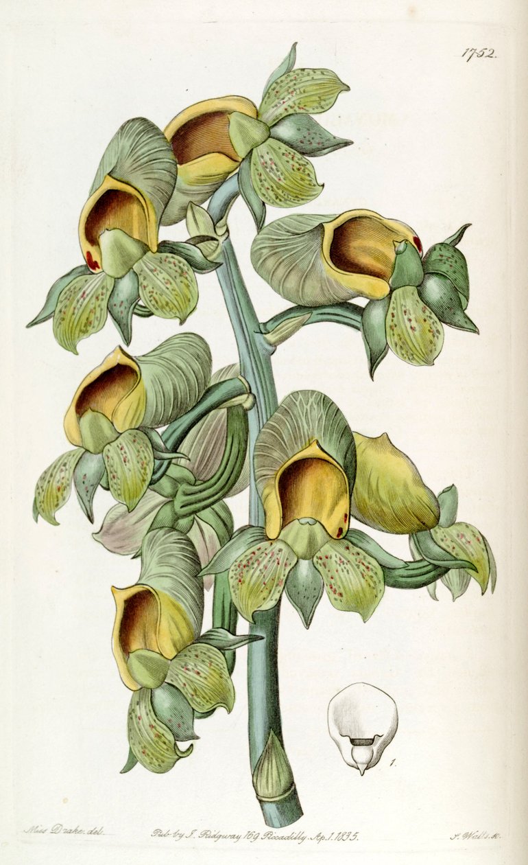 Catasetum cernuum (sin. Monachanthus viridis olarak) by Miss Drake