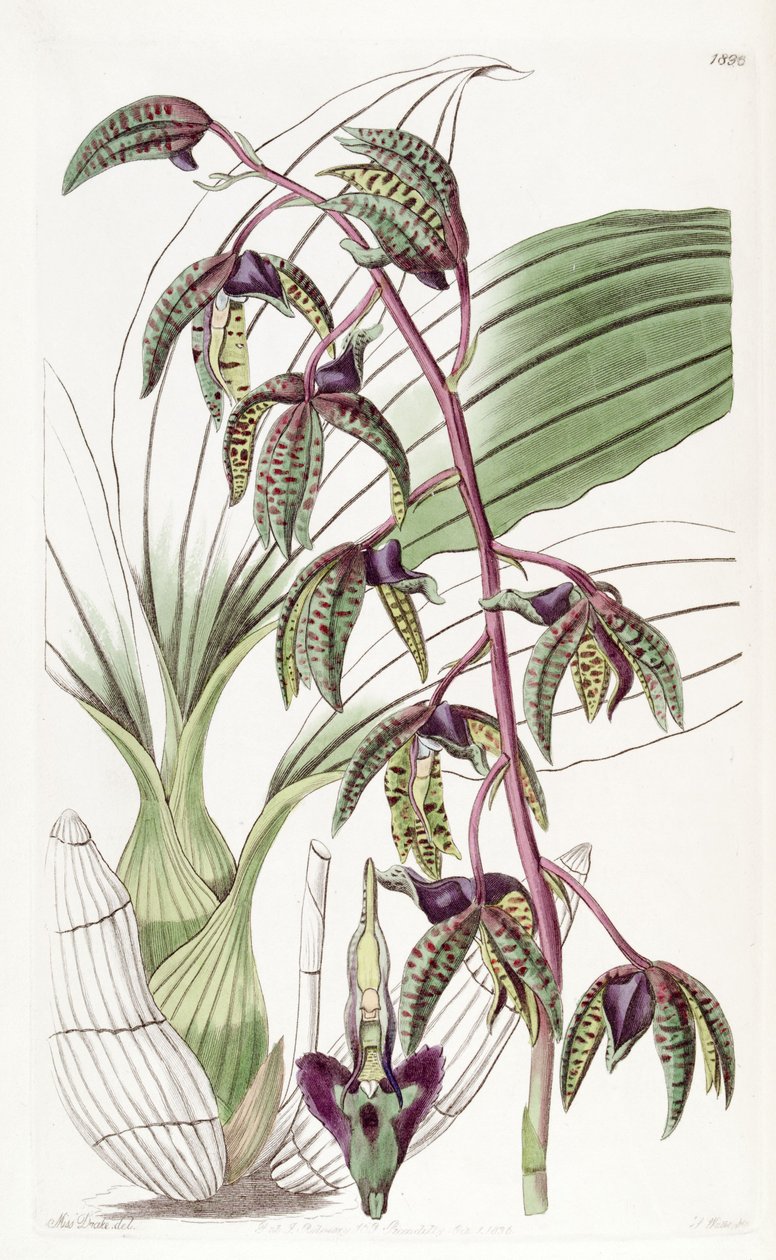 Catasetum deltoideum (sin. Myanthus deltoideus olarak) by Miss Drake