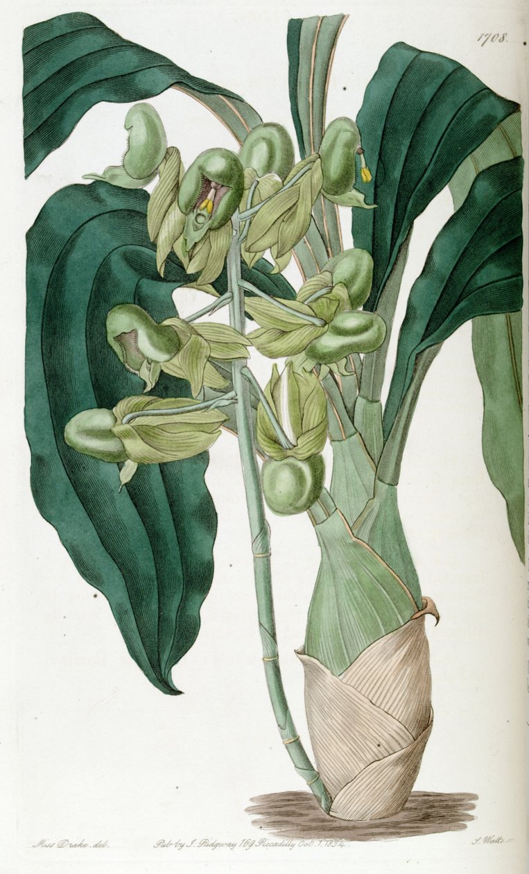 Catasetum saf (sin. Catasetum semiapertum olarak) by Miss Drake