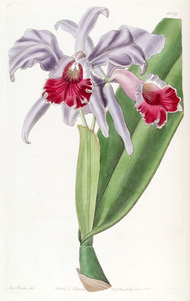 cattleya labia by Miss Drake