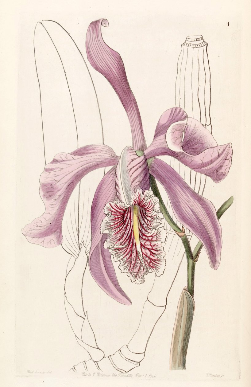 Cattleya maksimum by Miss Drake