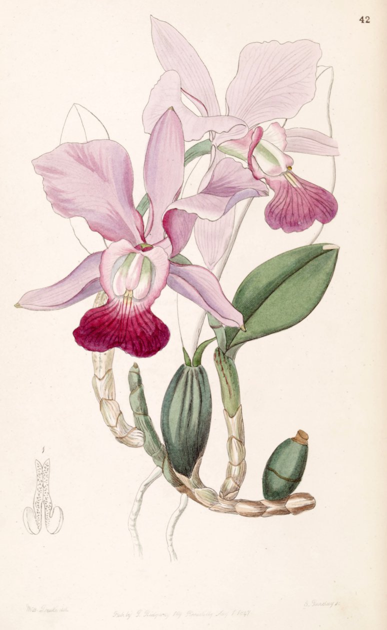 Cattleya walkeriana (sen. Cattleya bulbosa olarak) by Miss Drake