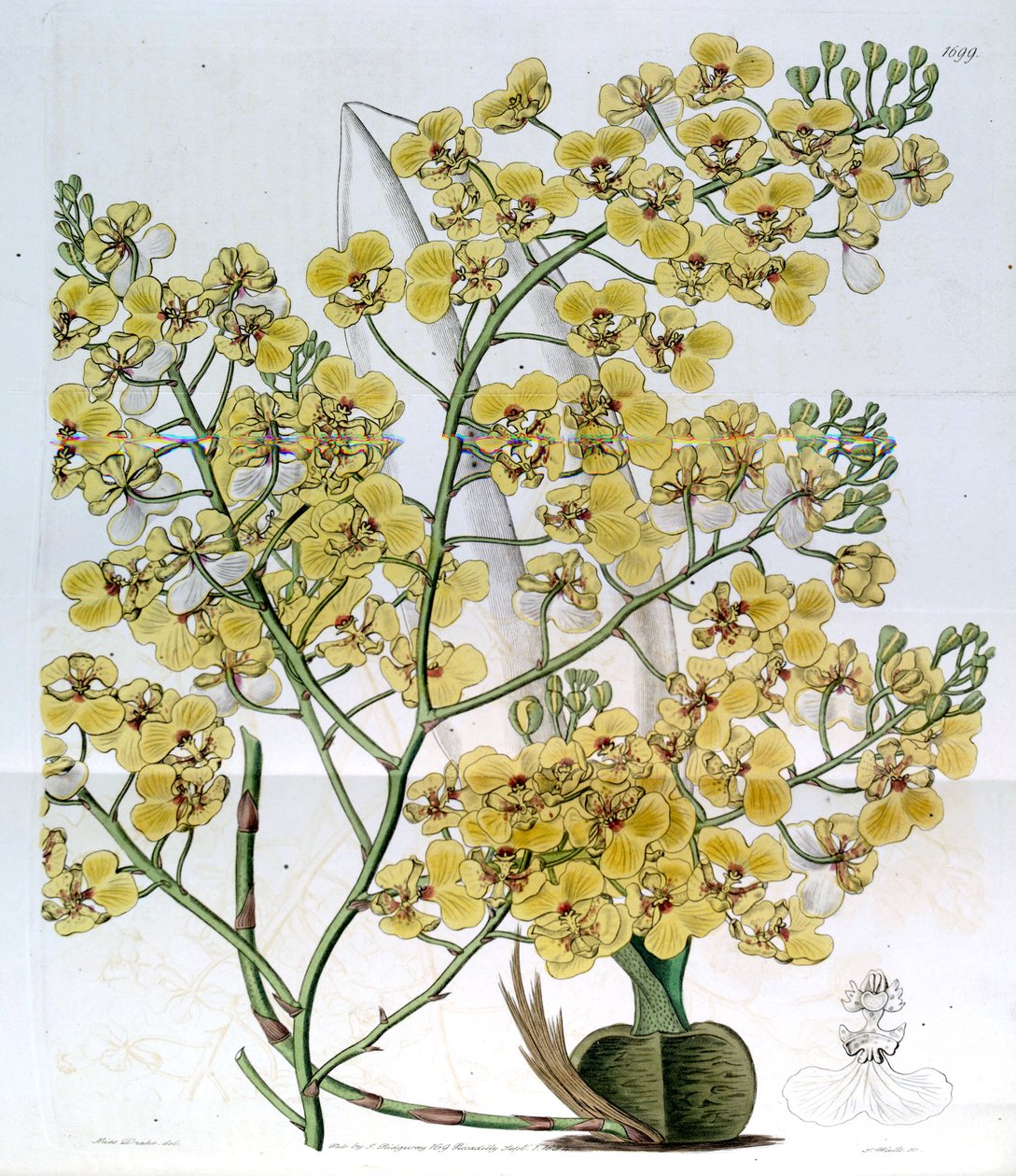 Chelyorchis ampliata (sensin. Oncidium ampliatum olarak) by Miss Drake