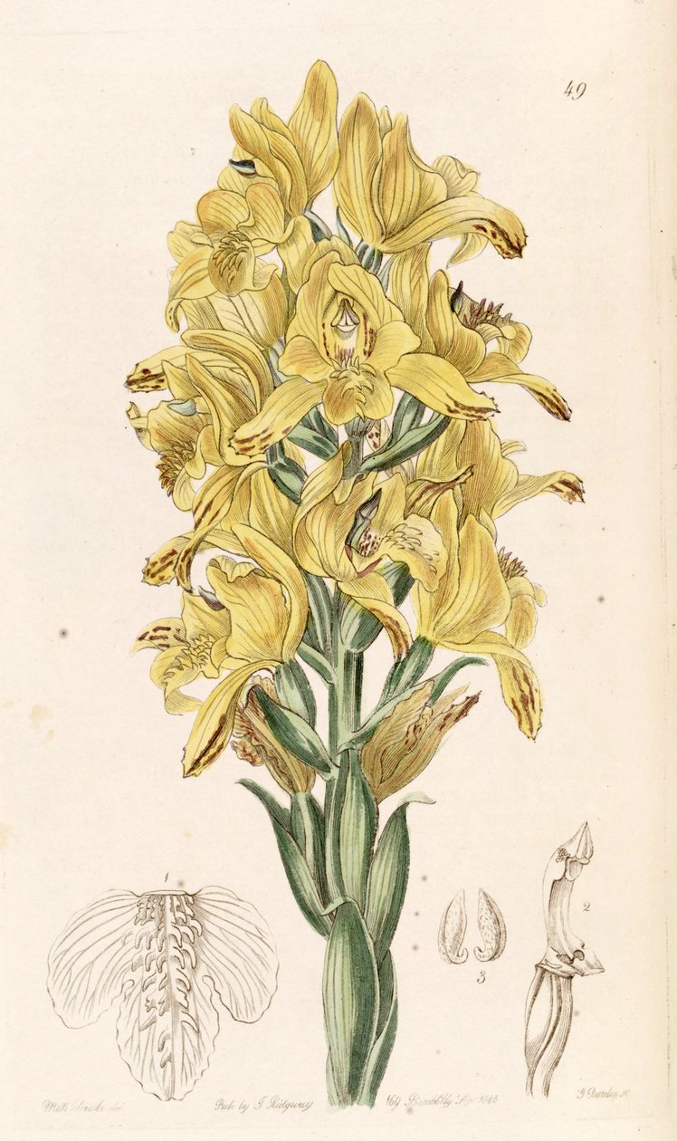 Chloraea piquichen (sensin. Chloraea virescens olarak) by Miss Drake
