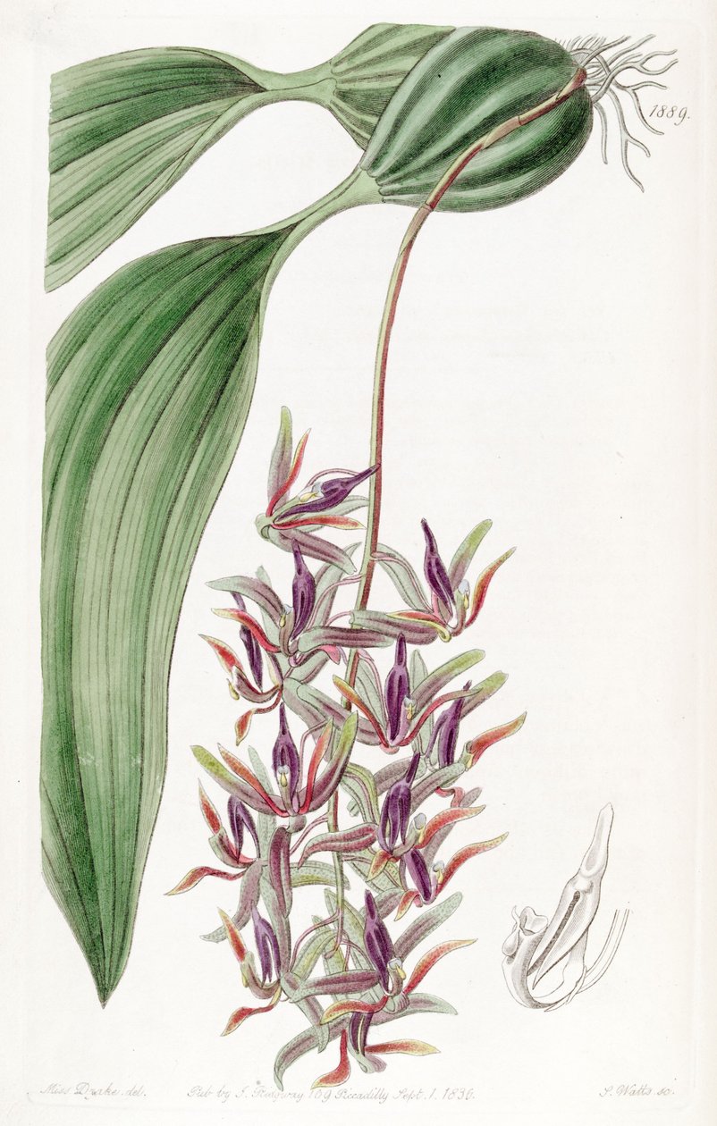 Sirke bağımlı (sin. cirrhaea melanogaster olarak) by Miss Drake