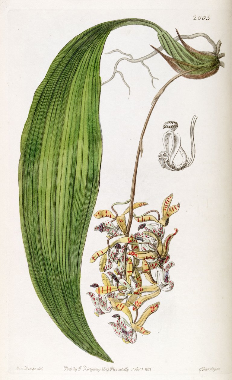 Cirrhaea loddigesii (sin. Cirrhaea obtusata olarak) by Miss Drake