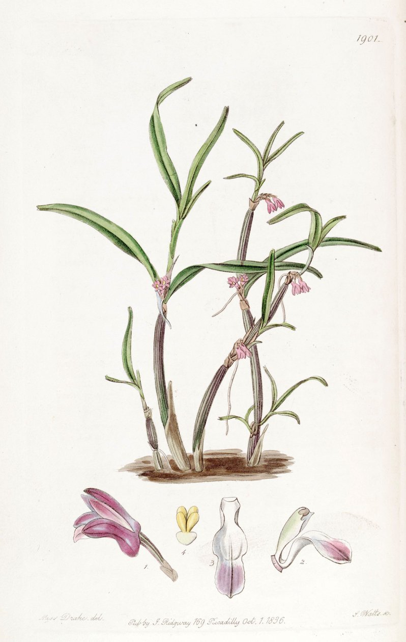 Cladobium graminifolium (as syn. Scaphyglottis violacea) by Miss Drake
