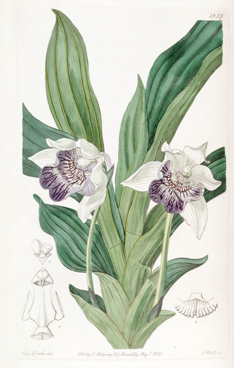 Cochleanthes flabelliformis (sin. Zygopetalum cochleare olarak) by Miss Drake