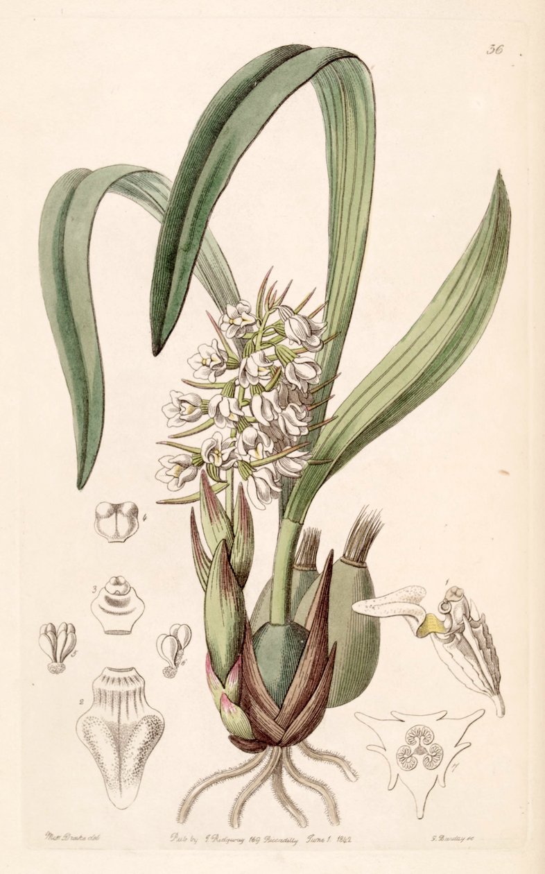 Coelia triptera (sensin. Coelia baueriana olarak) by Miss Drake