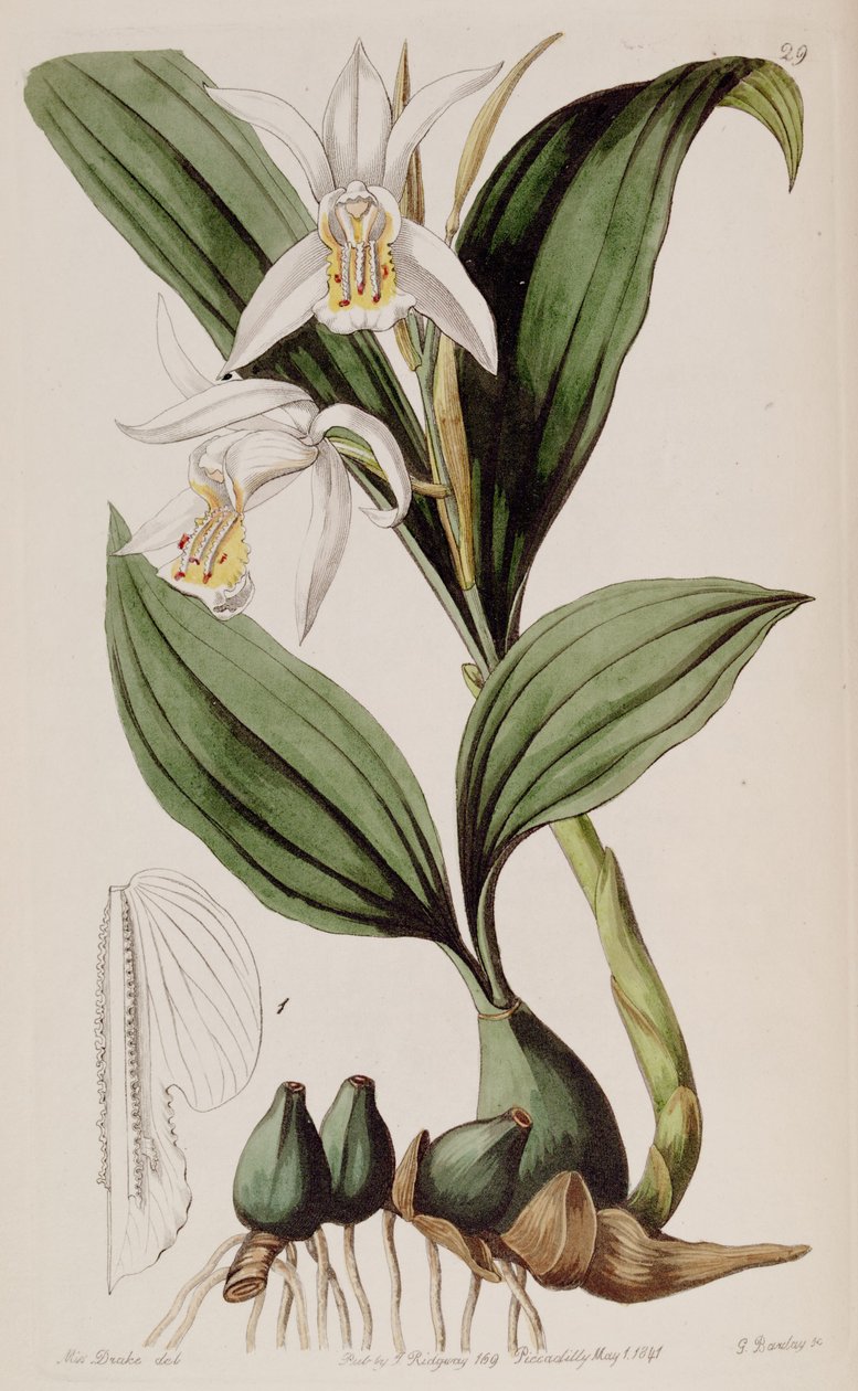 Coelogyne cumingii by Miss Drake