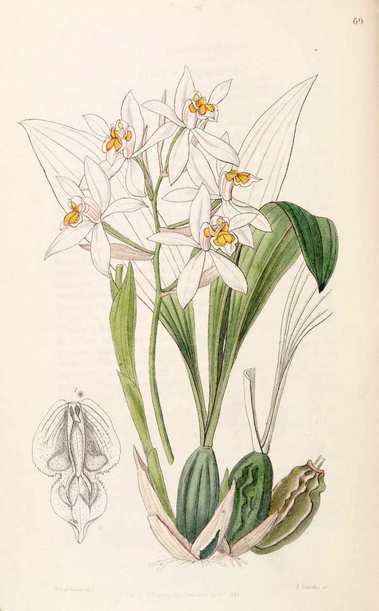 Coelogyne nitida (syn. Coelogyne ochracea olarak) by Miss Drake