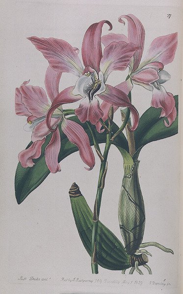 I. Ridgway tarafından yayınlanan Coryanthes Macrantha, 1839 by Miss Drake