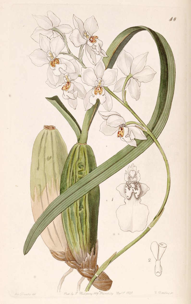 Cuitlauzina pulchella veya Odontoglossum pulchellum veya Osmoglossum pulchellum by Miss Drake