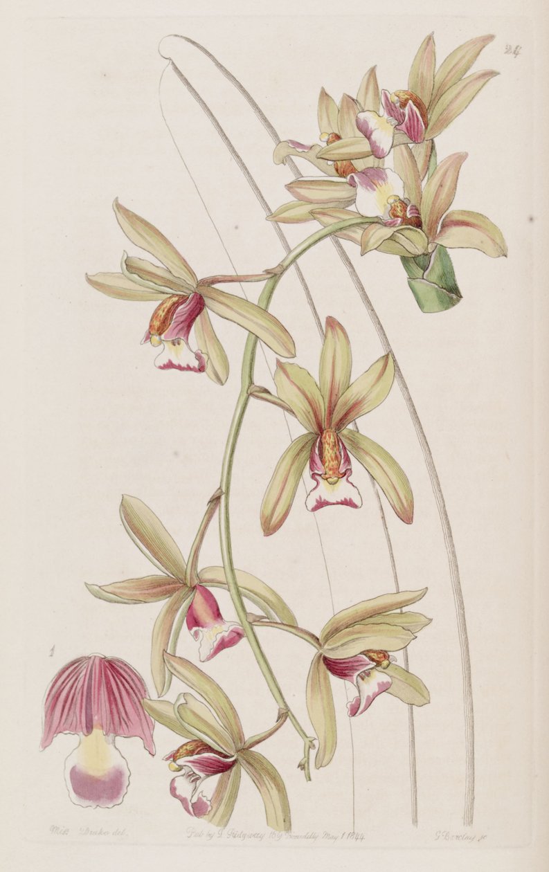 Cymbidium aloifolium (symbidium pendulum var. brevilabre olarak) by Miss Drake