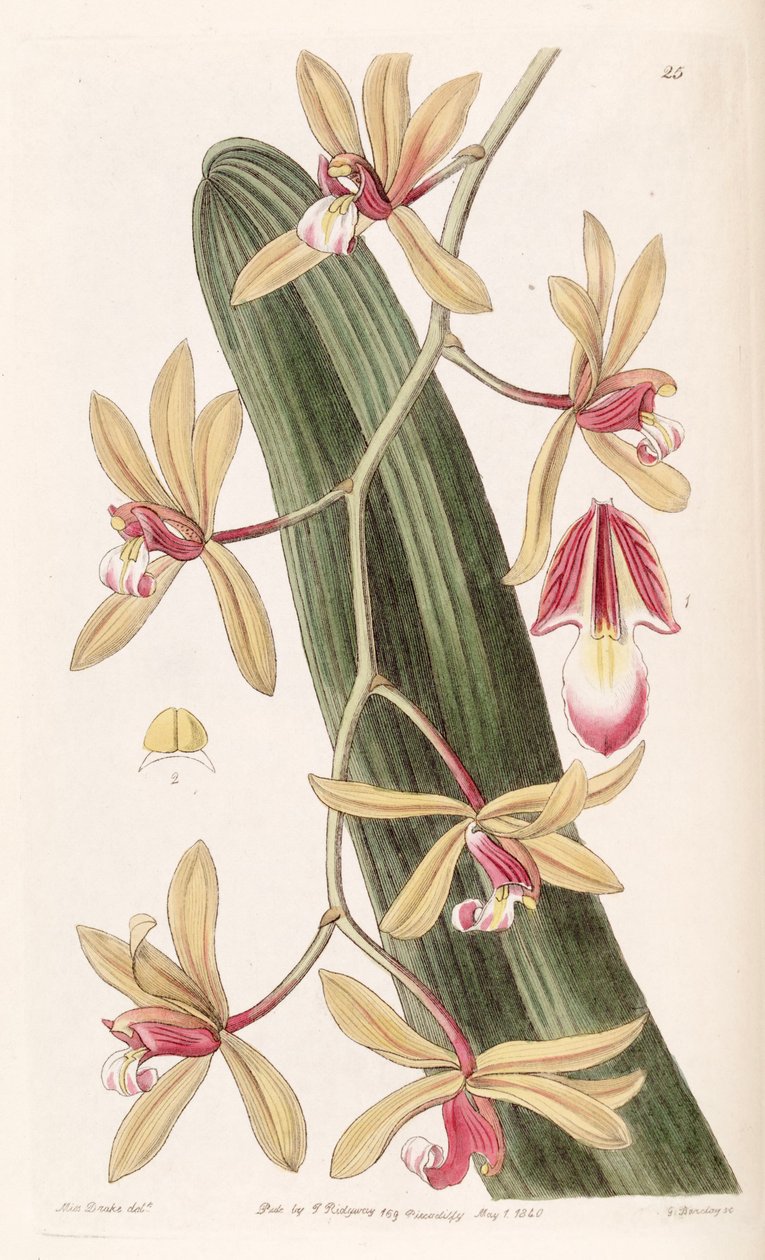 Cymbidium aloifolium (sensin. Cymbidium sarkaç olarak) by Miss Drake