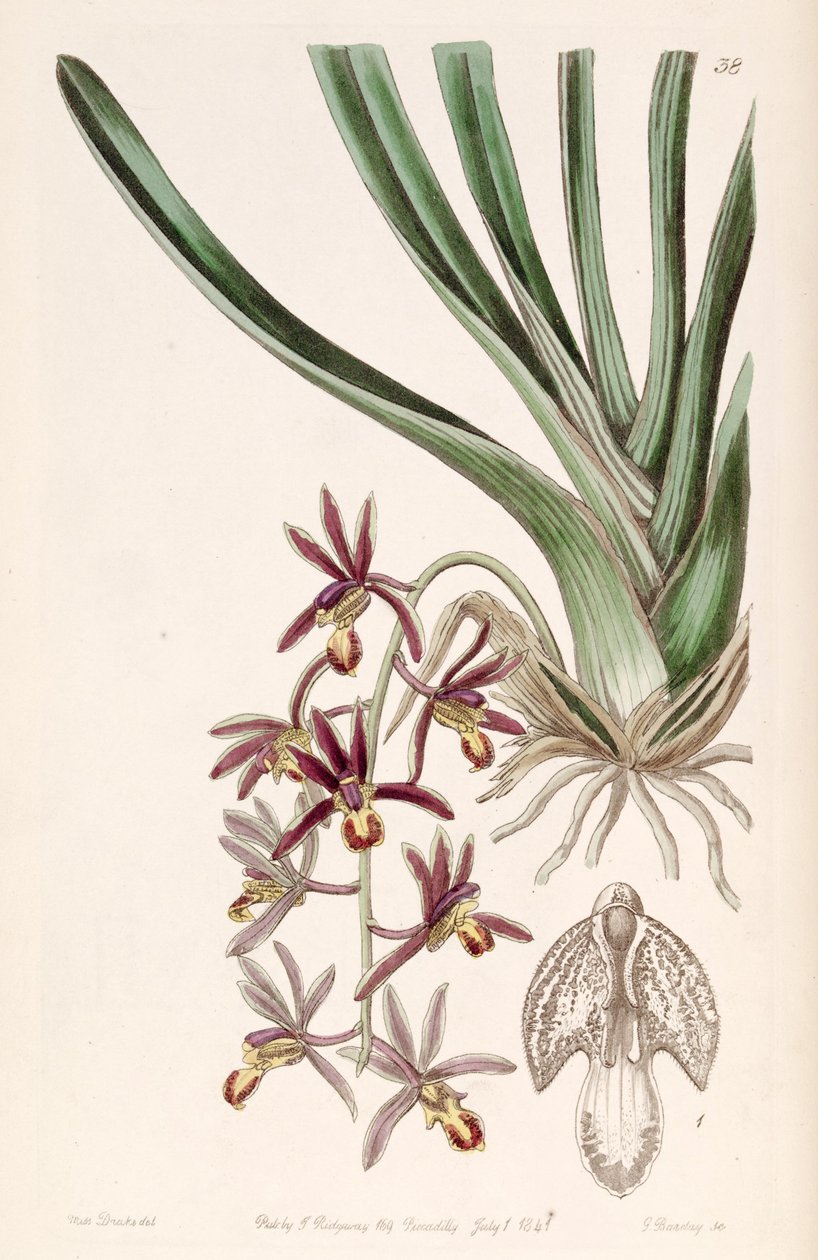 Cymbidium bicolor subsp. pubescens (sens. Cymbidium pubescens olarak) by Miss Drake