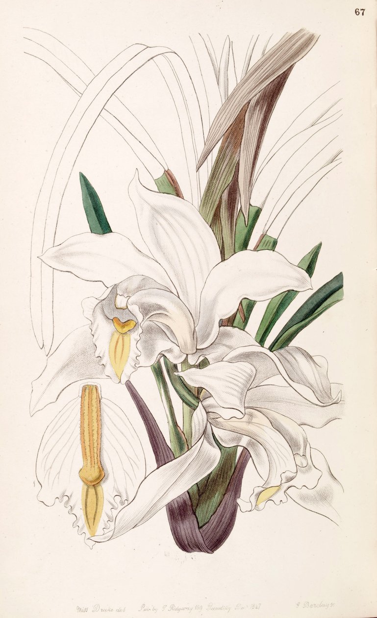 Cymbidium fildişi by Miss Drake