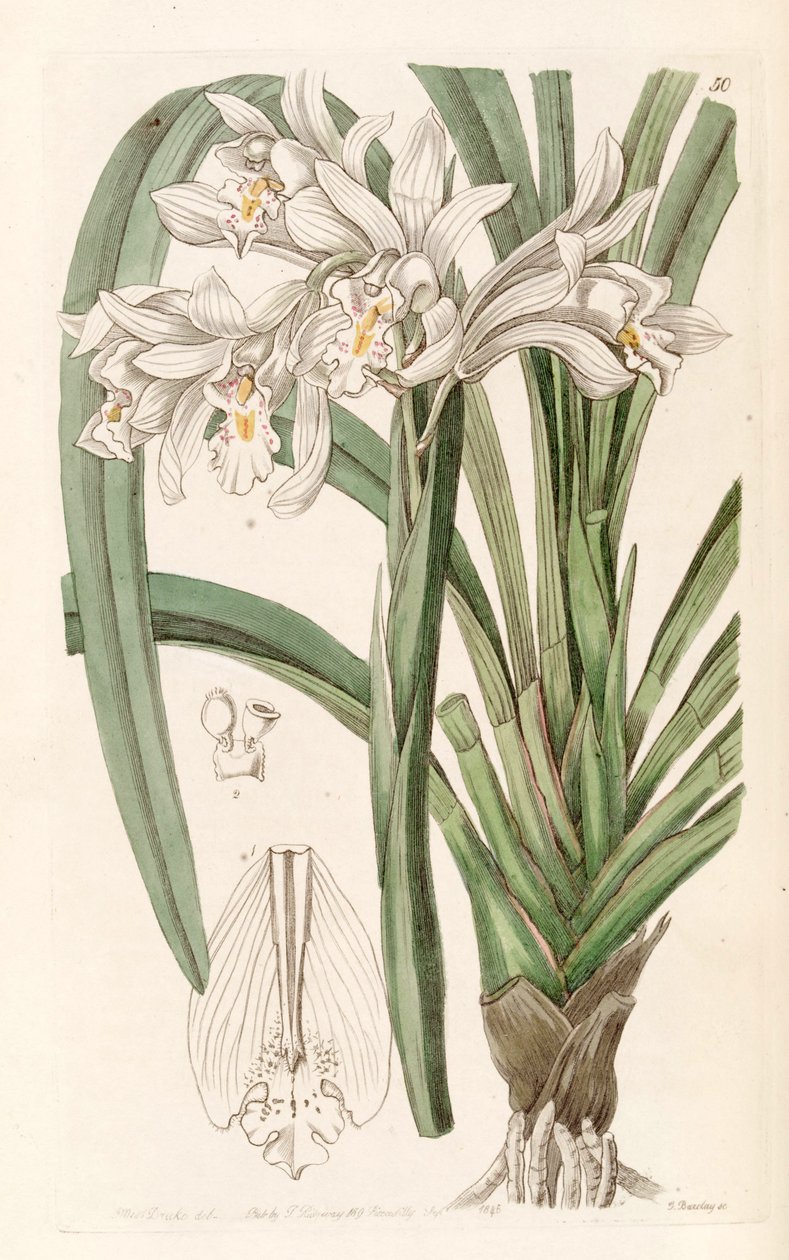 Cymbidium ustaları by Miss Drake