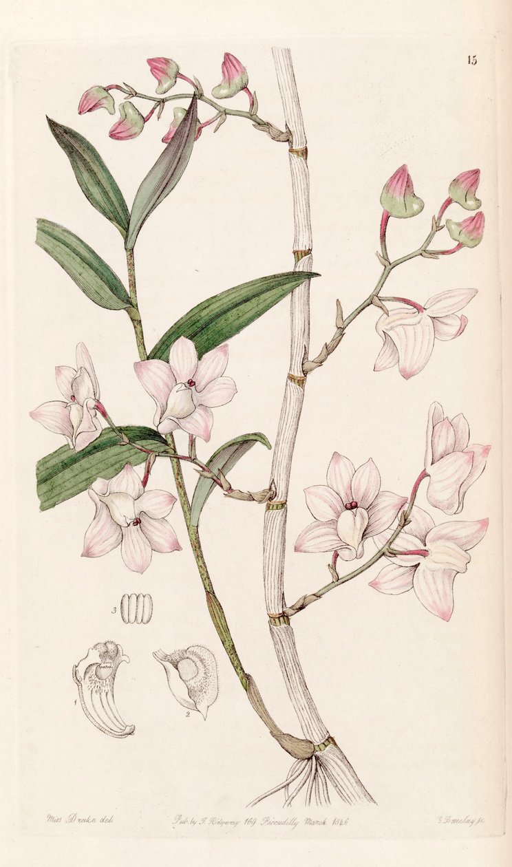 dendrobium fahişe by Miss Drake
