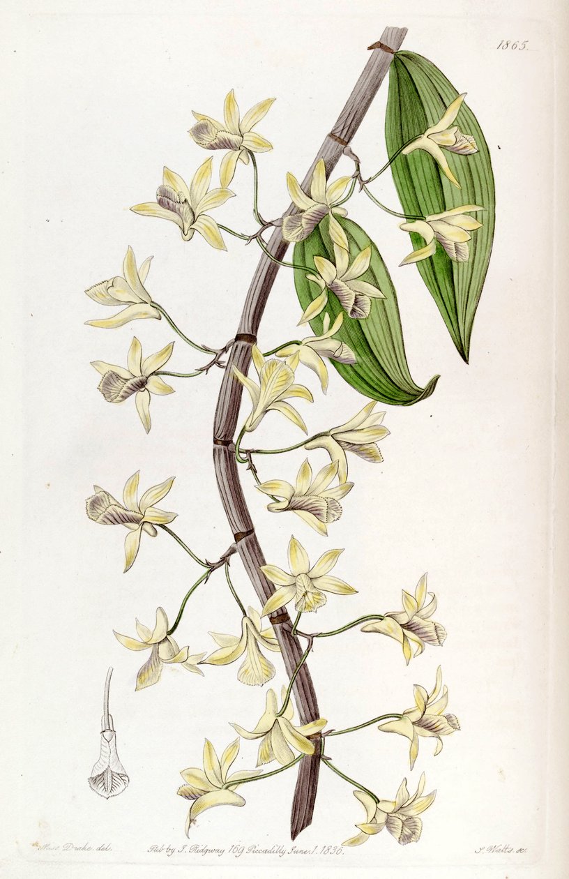 Dendrobium aphyllum (sendrobium macrostachyum olarak) by Miss Drake