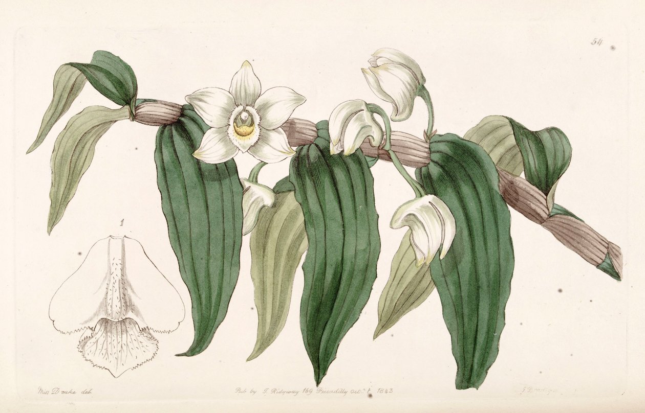 Dendrobium akvaryumu by Miss Drake
