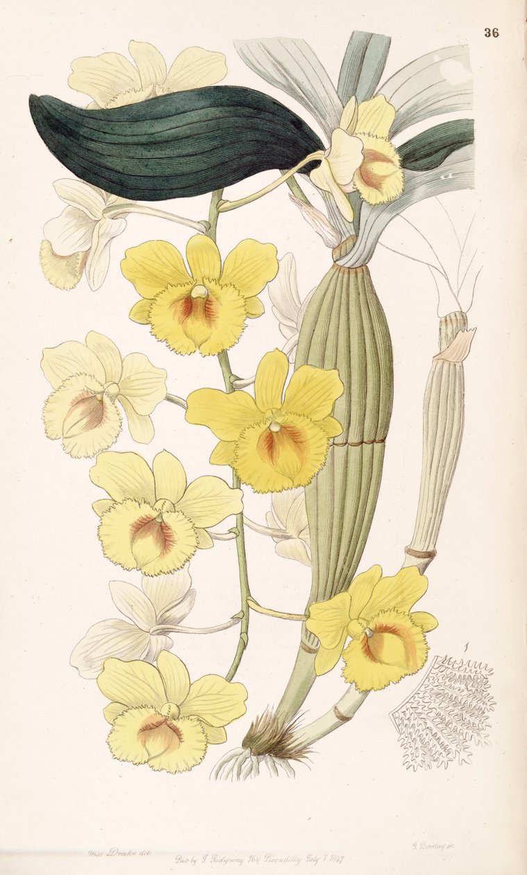 dendrobium krizotoksum by Miss Drake