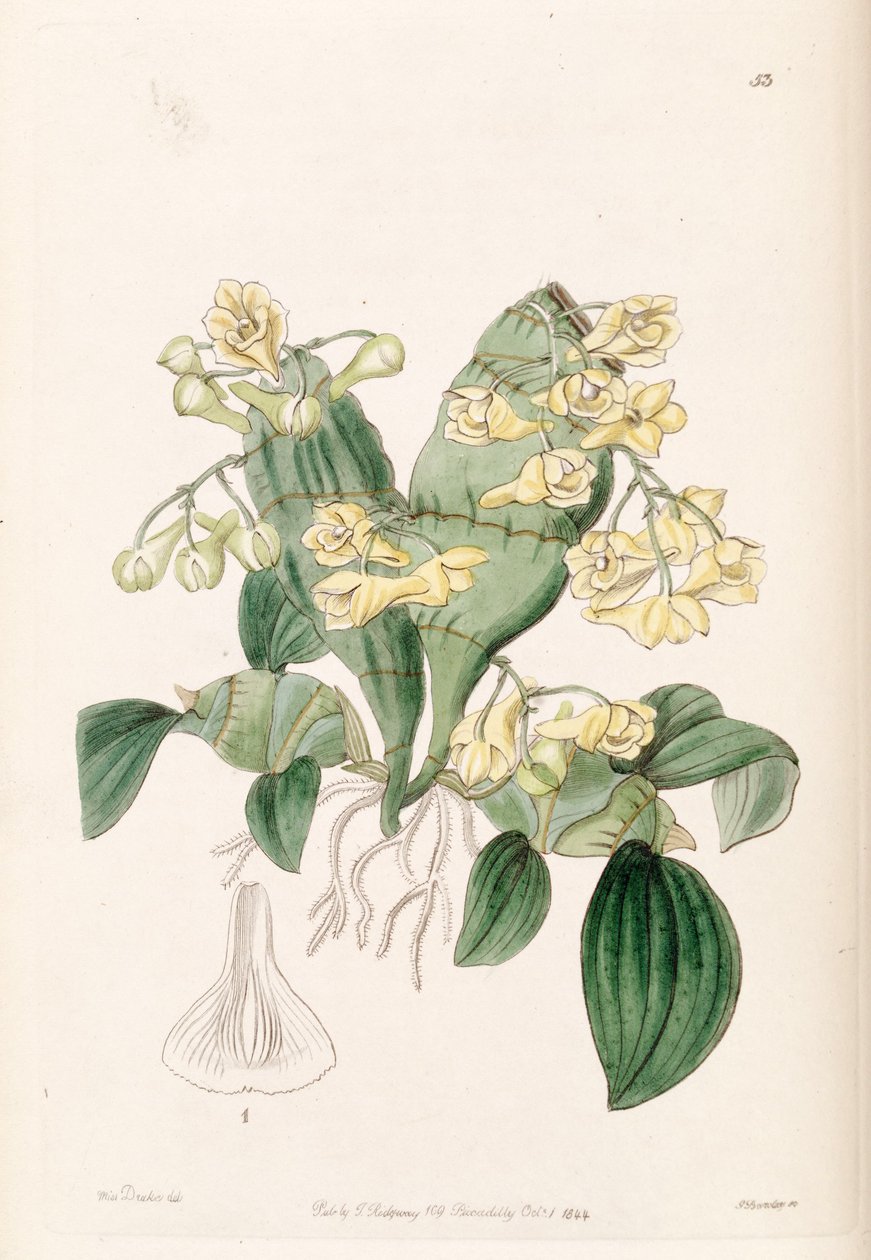 Dendrobium kompres by Miss Drake