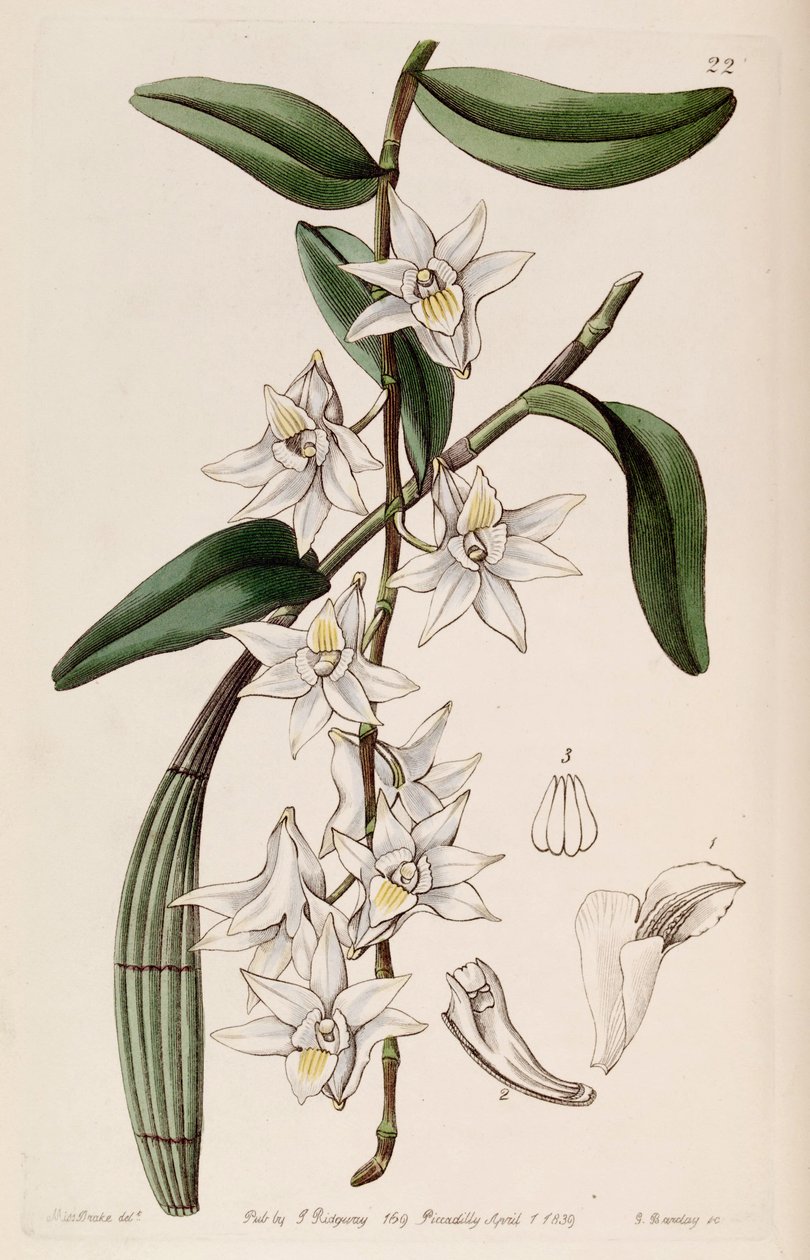 dendrobyum by Miss Drake