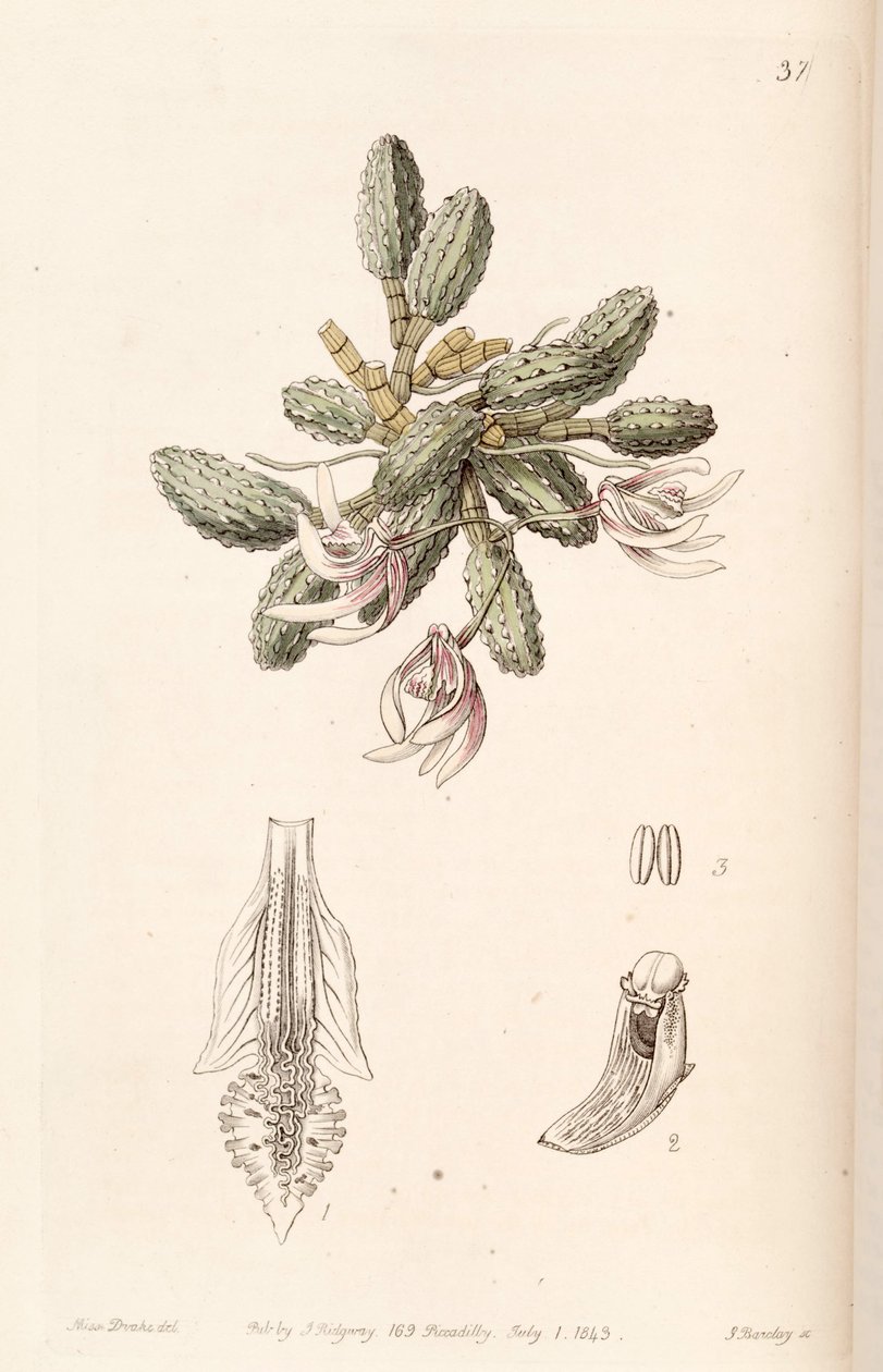 Dendrobium cucumerinum veya Dockrillia cucumerina by Miss Drake