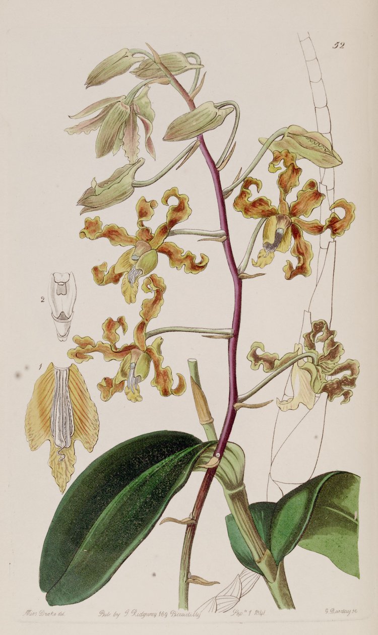 Dendrobium renk değişikliği by Miss Drake