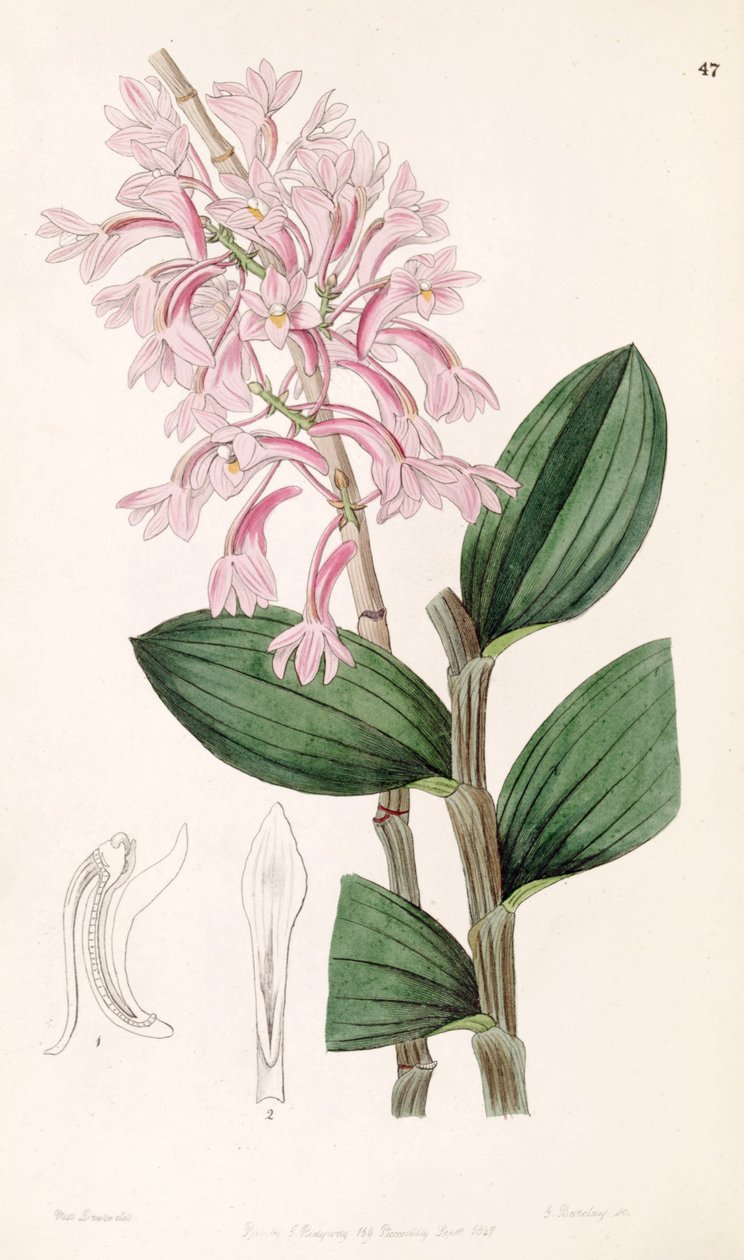 Dendrobium hasseltii (sendrobium kuhlii olarak) by Miss Drake