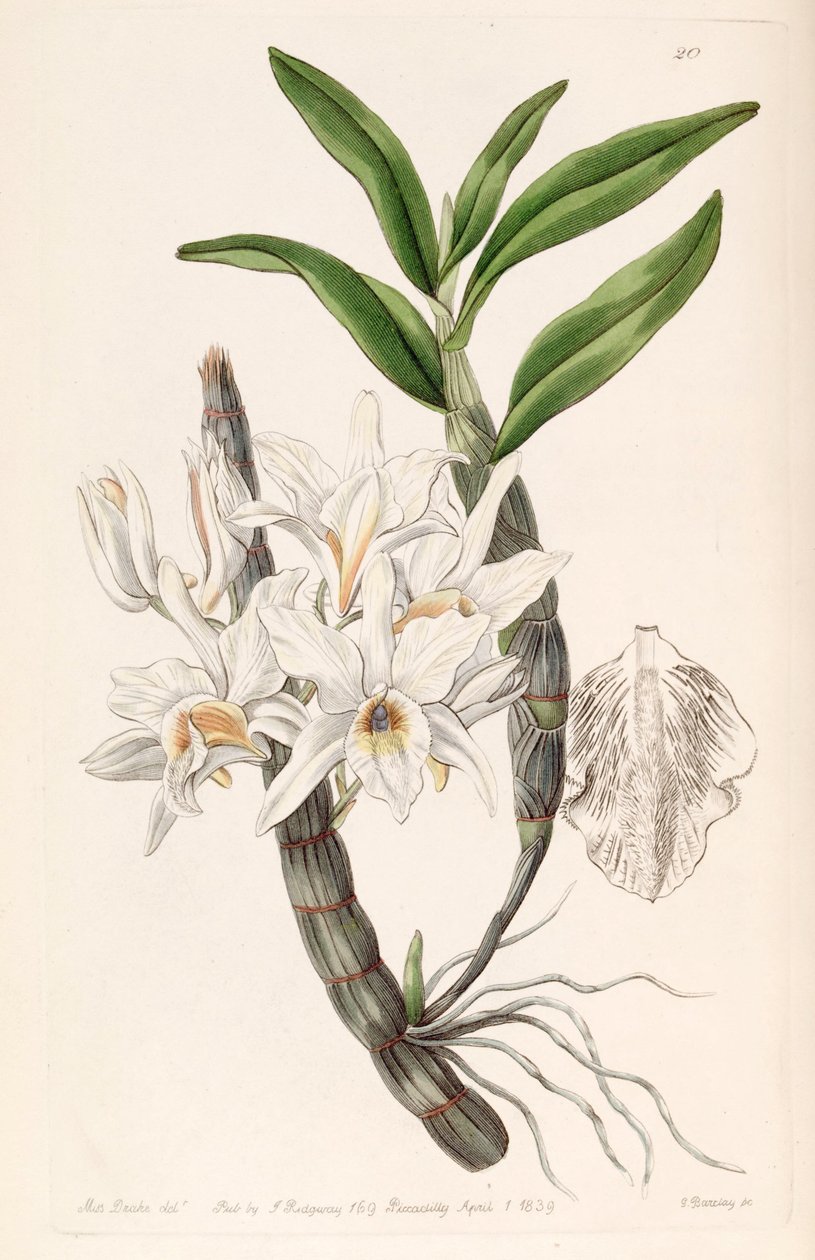 Dendrobium heterocarpum (sin. Dendrobium aureum var. pallidum olarak) by Miss Drake