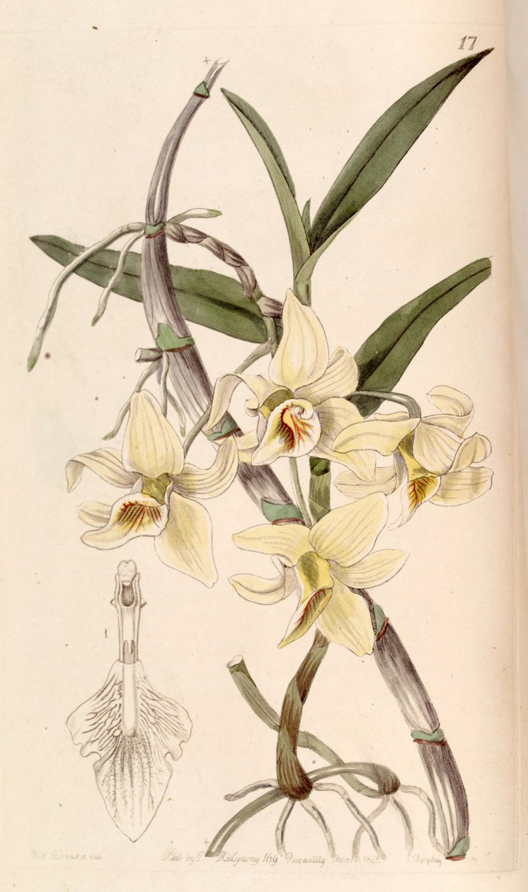 Dendrobium heterocarpum (sen. Dendrobium rhombeum olarak) by Miss Drake