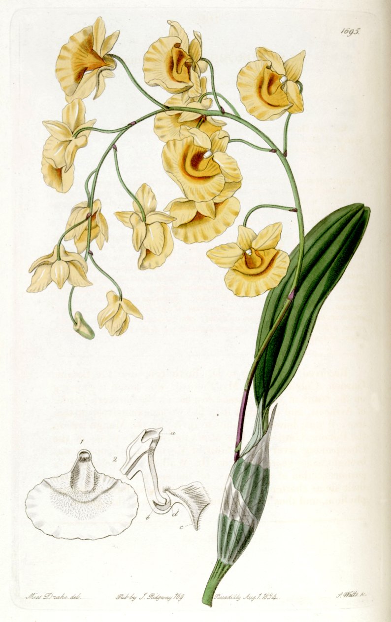 Dendrobium lindleyi (sin. by Miss Drake