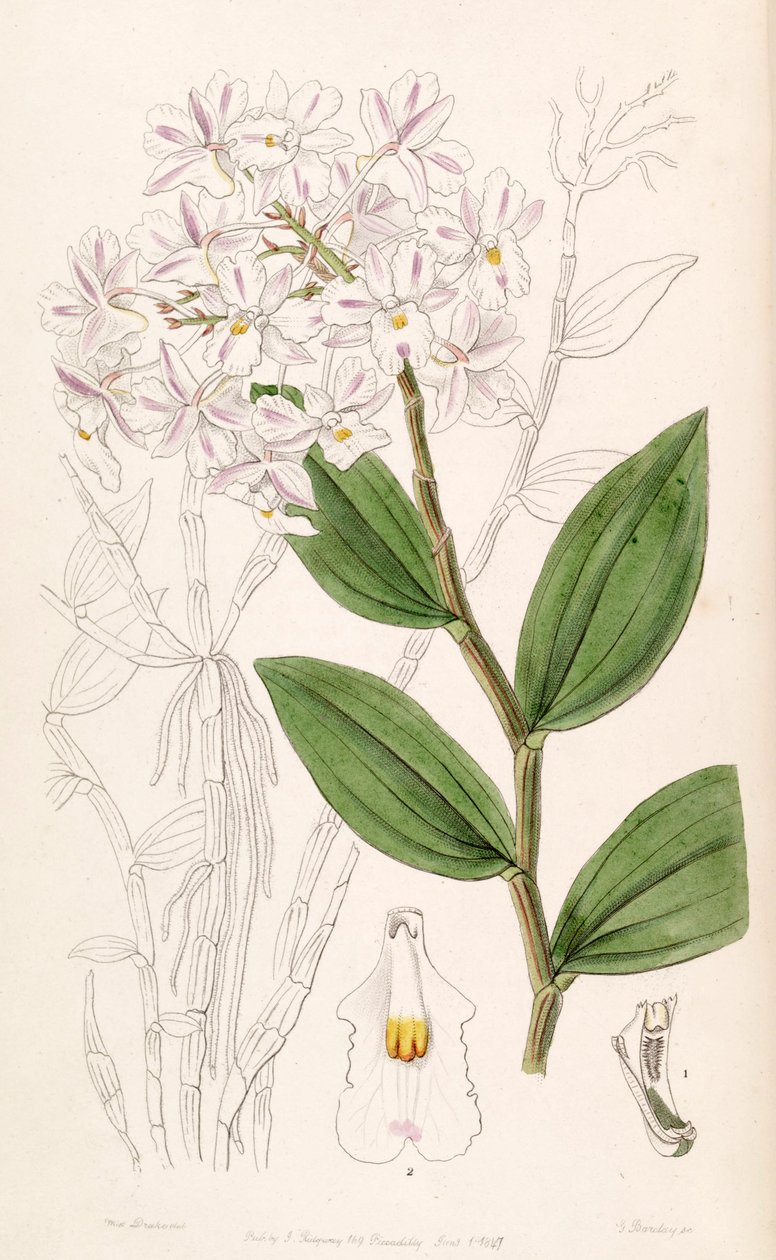 Dendrobium mutabile (sen. Dendrobium triadenium olarak) by Miss Drake