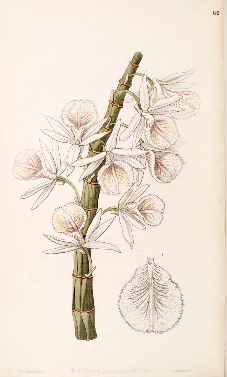Dendrobium polyanthum (sendrobium cretaceum olarak) by Miss Drake