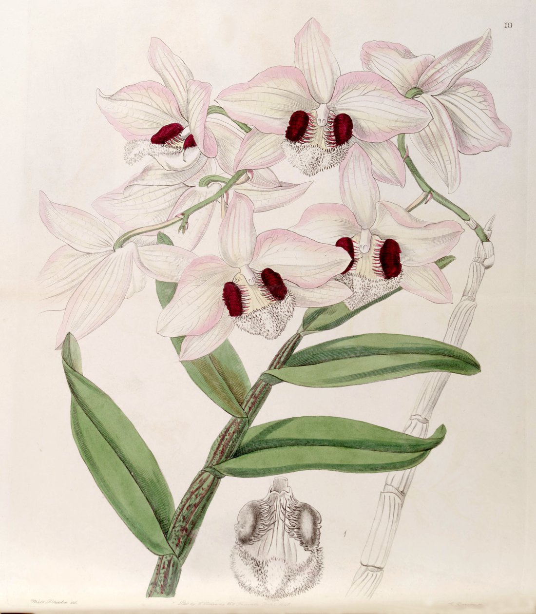 Dendrobium pulchellum (sendrobium dalhousieanum olarak) by Miss Drake