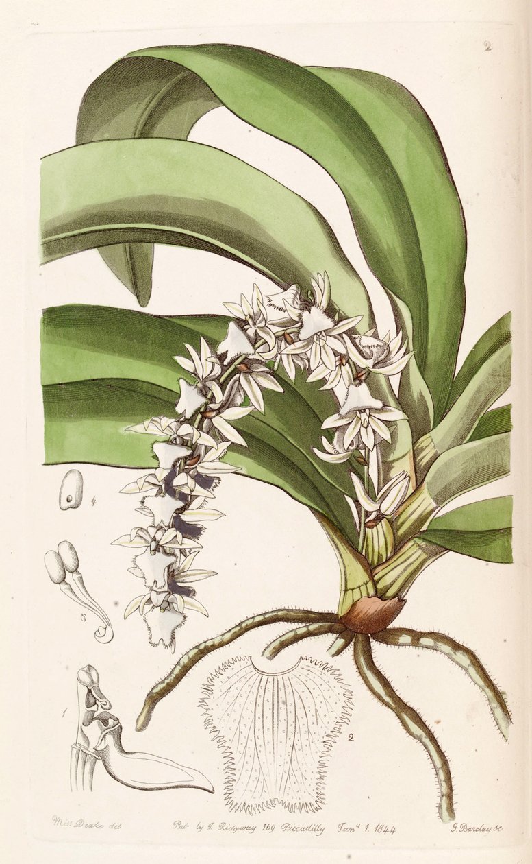 Diaphananthe pellucida (sin. Angraecum pellucidum olarak) by Miss Drake
