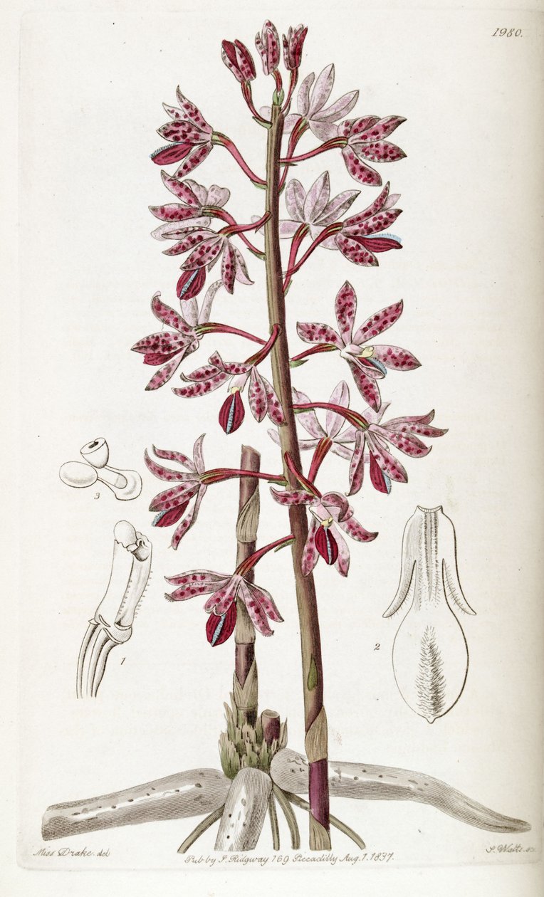 dipodyum by Miss Drake