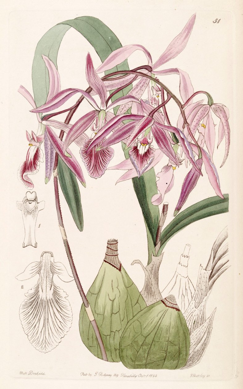 Encyclia adenocaula (sensin. Epidendrum verrucosum olarak) by Miss Drake