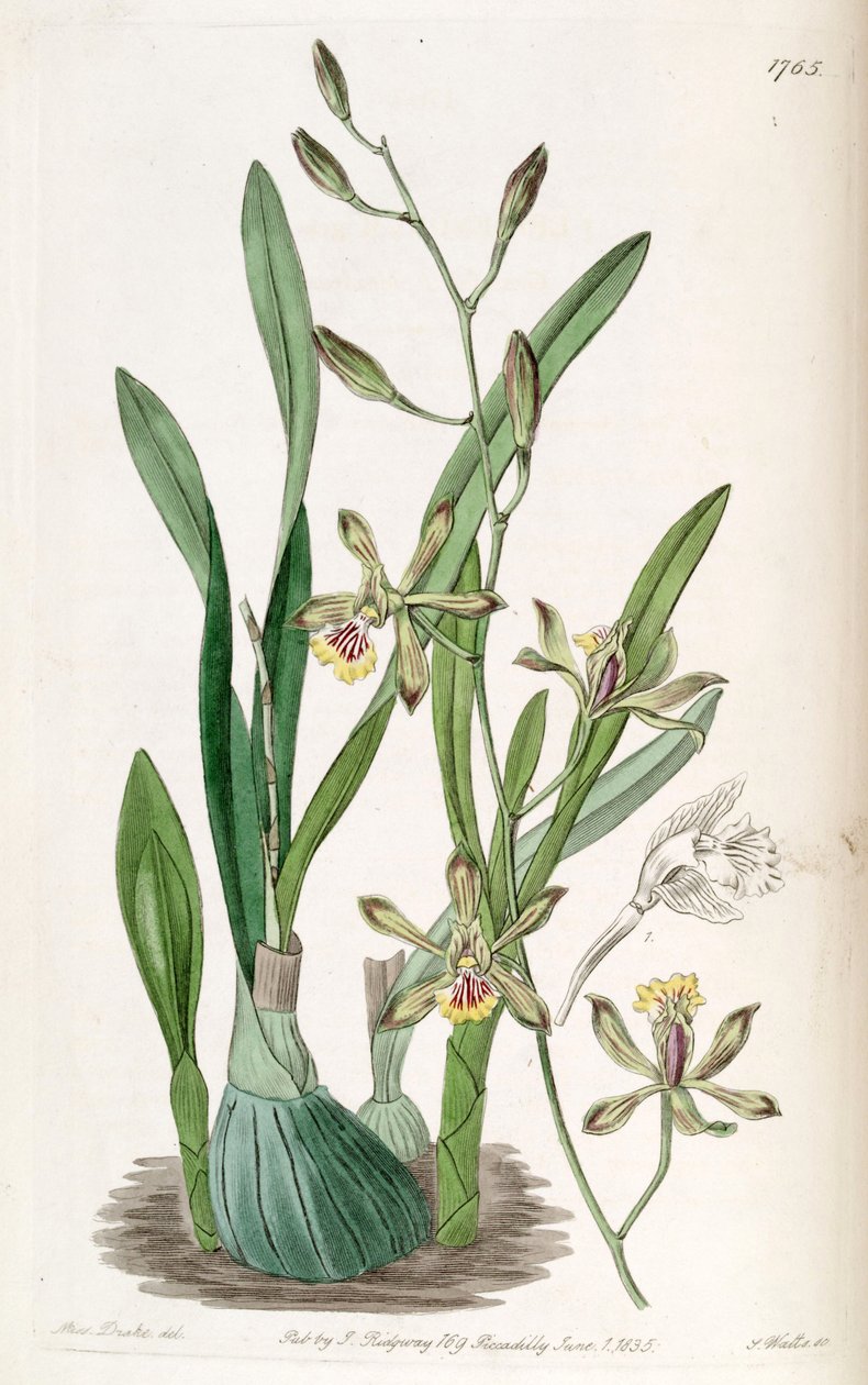 Encyclia gracilis (sensin. Epidendrum gracile olarak) by Miss Drake