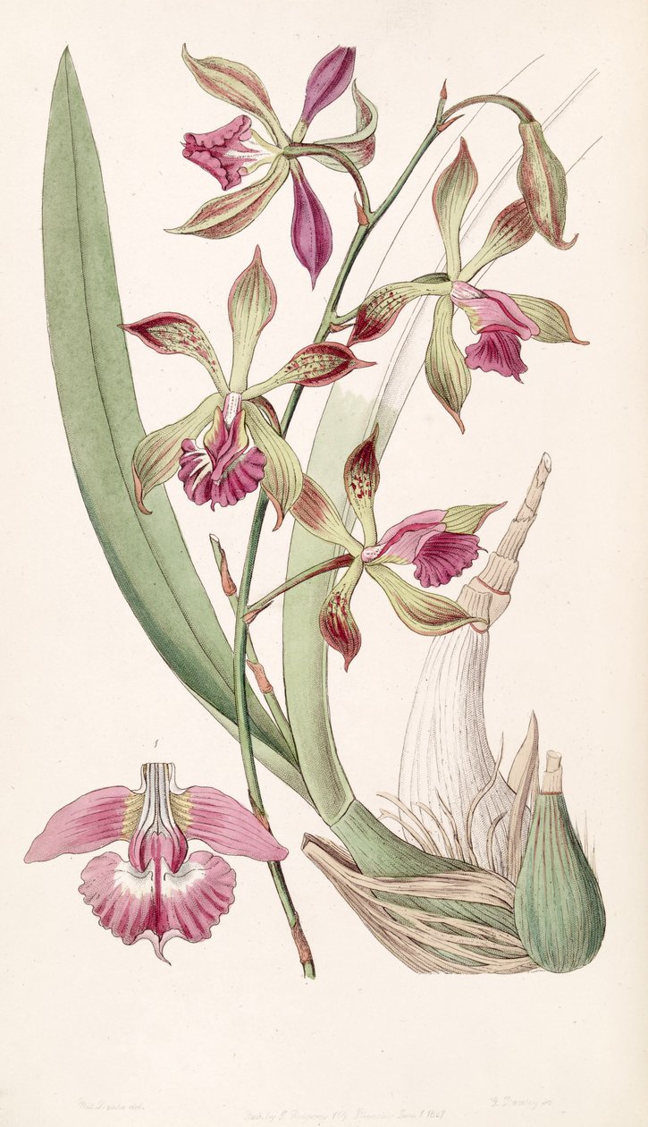 Encyclia plicata    (as syn. Epidendrum plicatum) by Miss Drake