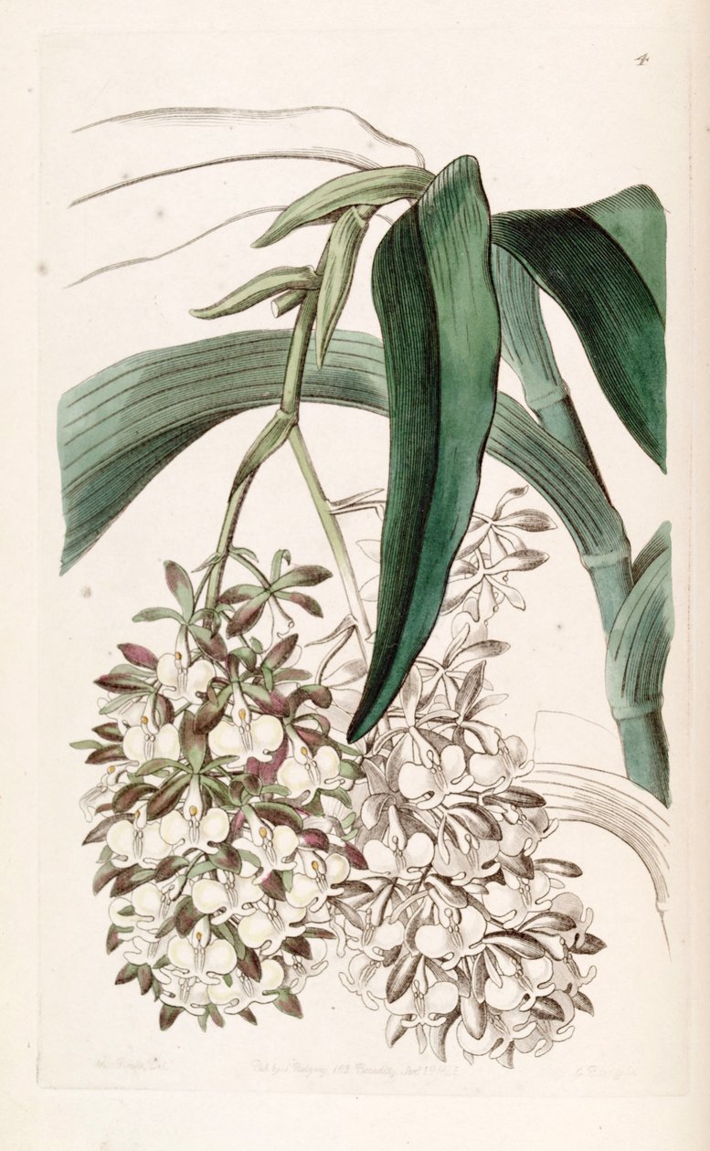 epidendrum dipus by Miss Drake