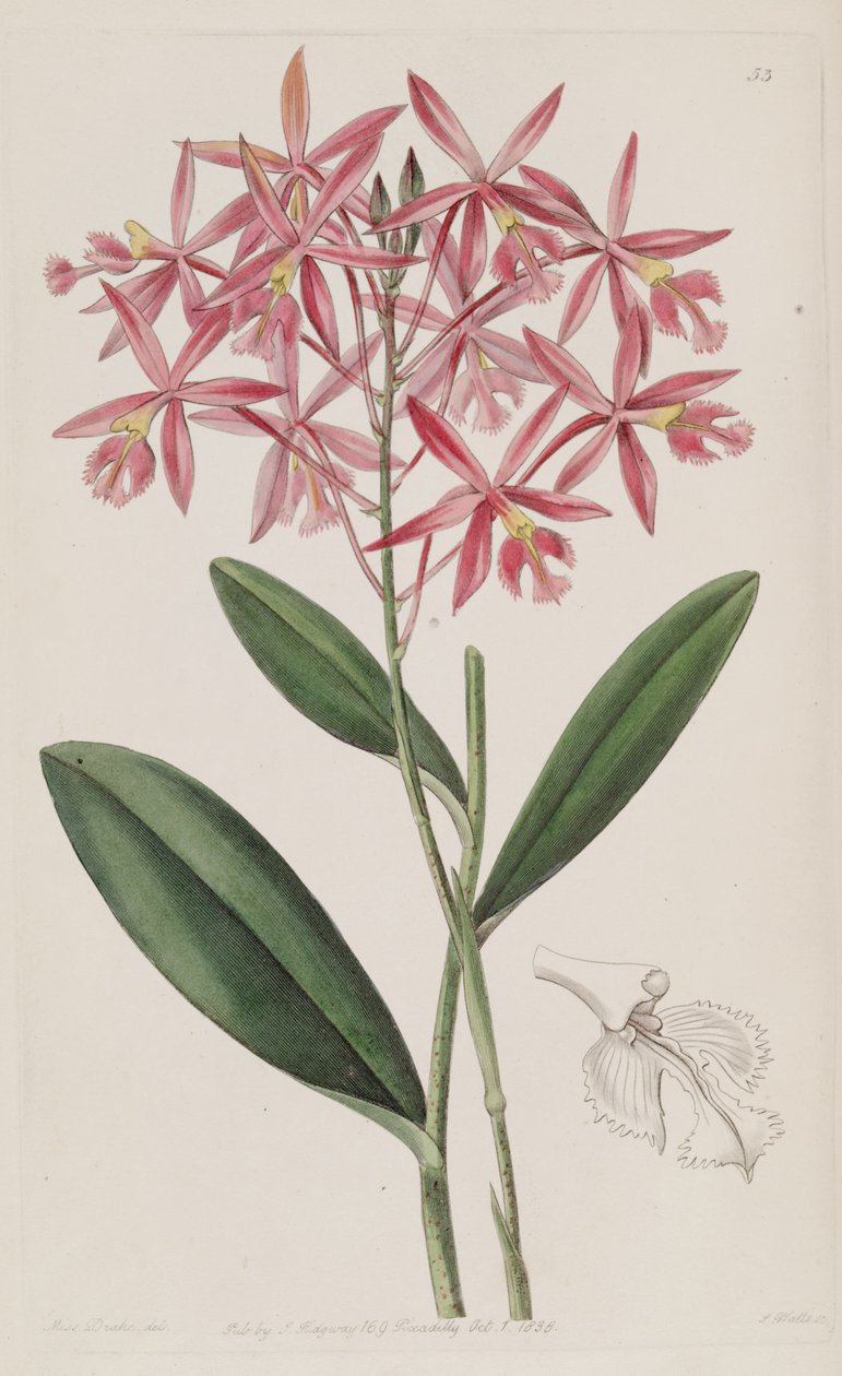Epidendrum macrocarpum (sensin. Epidendrum schomburgkii olarak) by Miss Drake