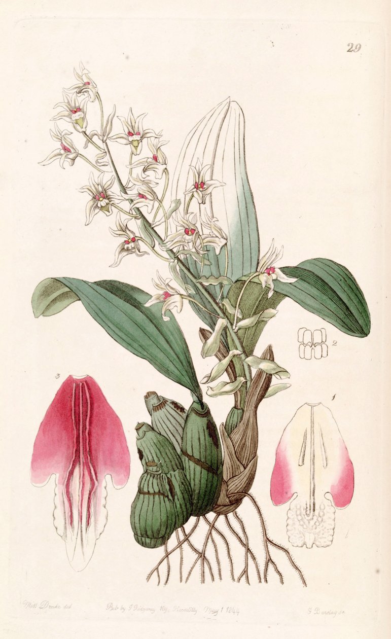 Eria braktescens by Miss Drake