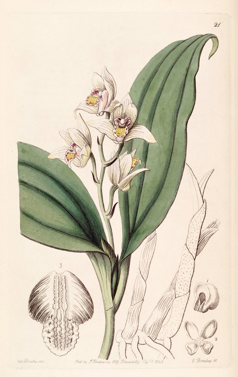 Eria coronaria (sen. Trichosma dulce olarak) by Miss Drake