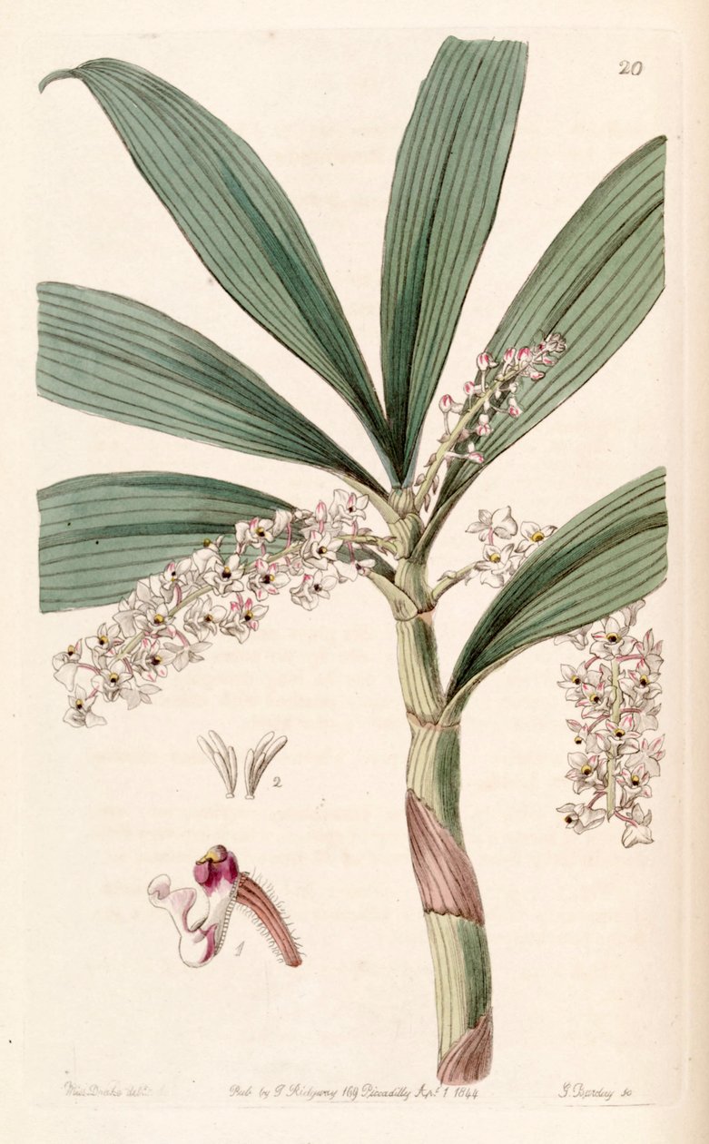 Eria foribunda by Miss Drake