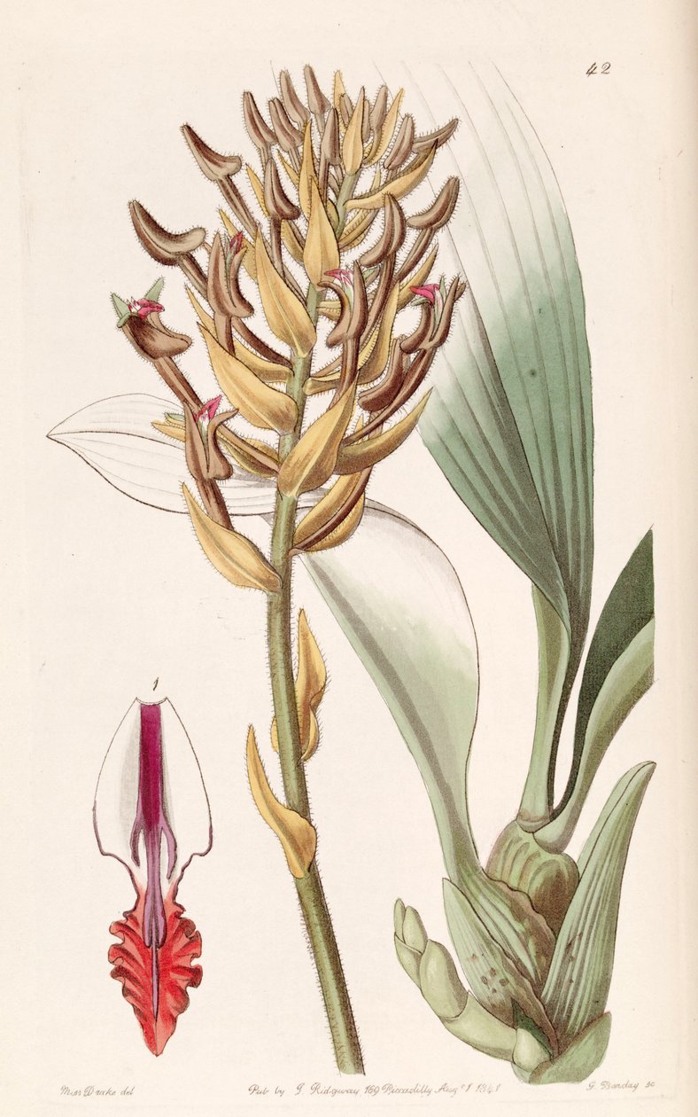 Eria ornata (sensin. Eria armeniaca olarak) by Miss Drake